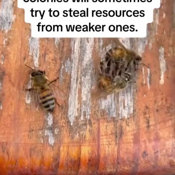 A Swarm Of Bees Need A New Queen.