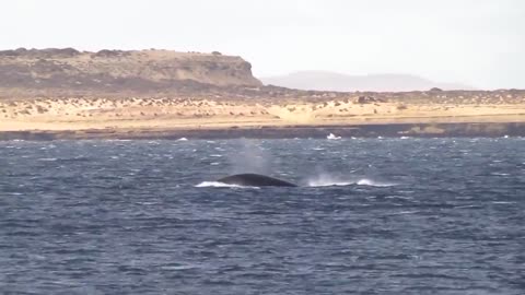 HUGE WHALE JUMPS VERY CLOSE TO BOAT!
