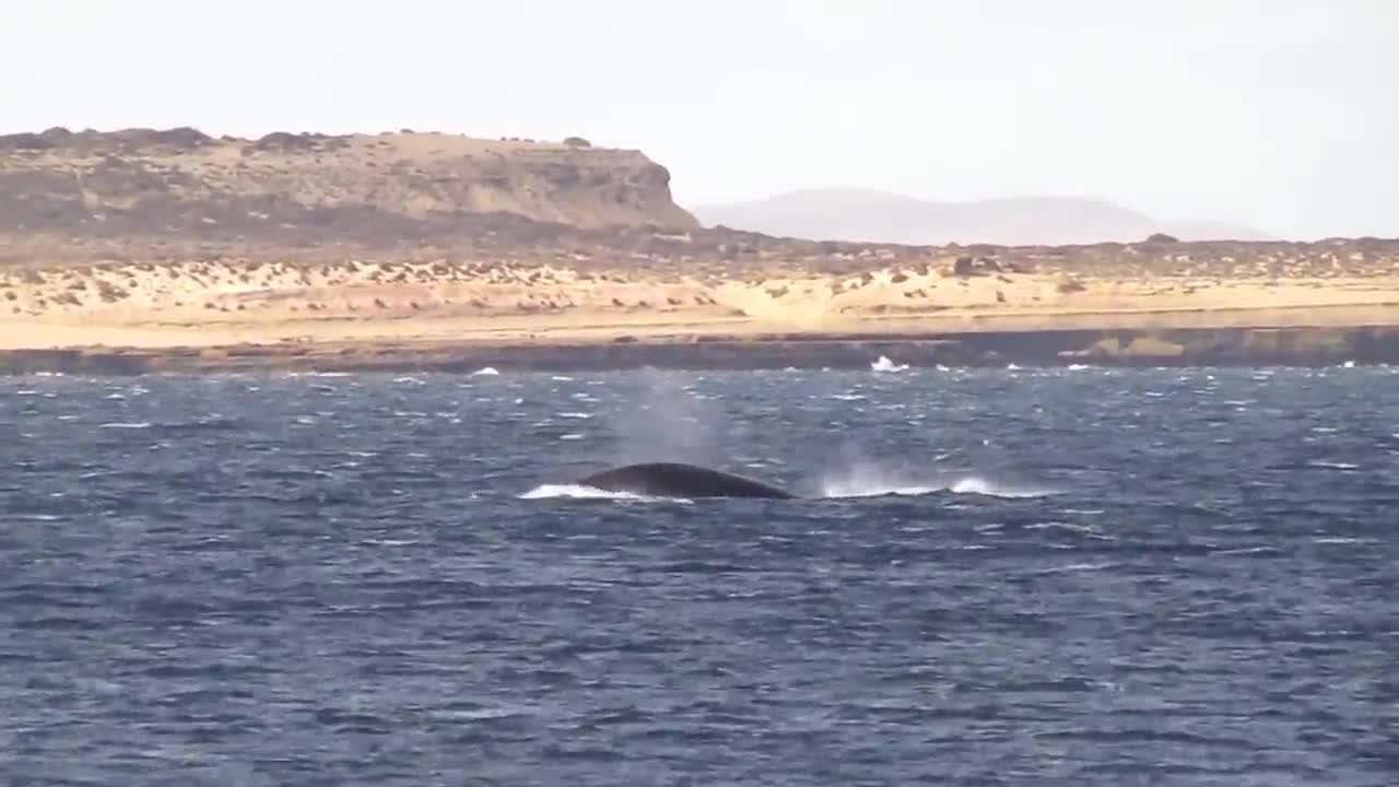 HUGE WHALE JUMPS VERY CLOSE TO BOAT!