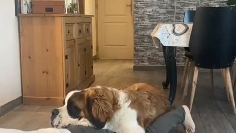 St. Bernard Interrupts Workout