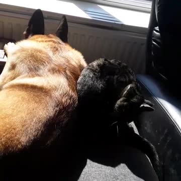 Oscar & Silver love sunny day