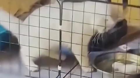 Funny Cat Playing with Rat😂😂😂Funny Animals Shorts compilation Try not to Laugh