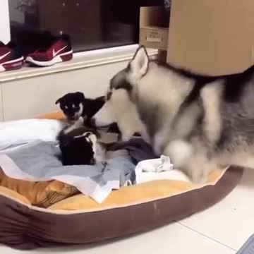 MOMMY HUSKY ARGUE WITH BABY HUSKY.mp4