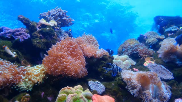 Ocean Beauty 😍
