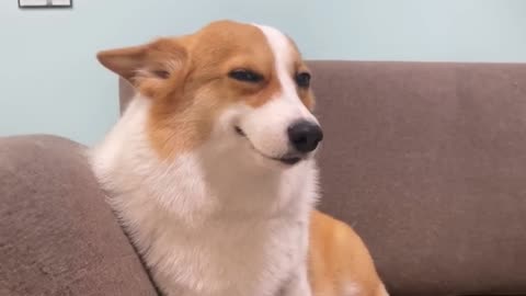 Funny Animals videos watch online