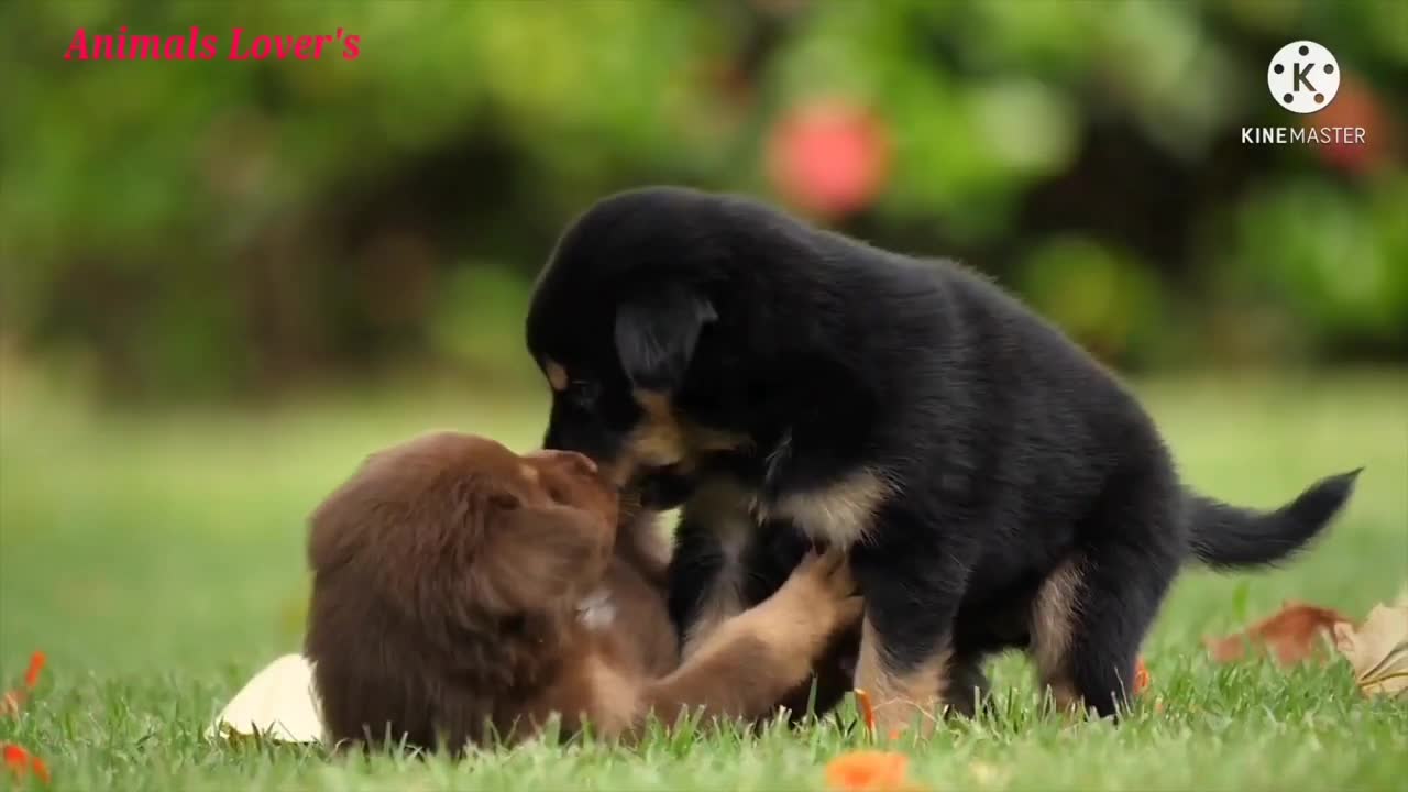 Cute Puppy's Playing. Funny Pets Playing. American Pets