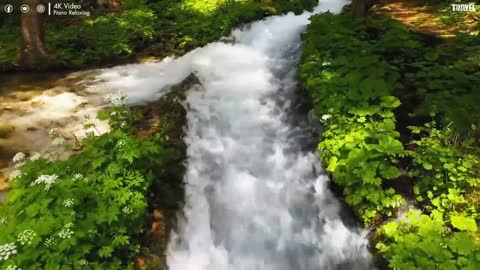 Forest 4K Nature Relaxation Film Relaxing Music