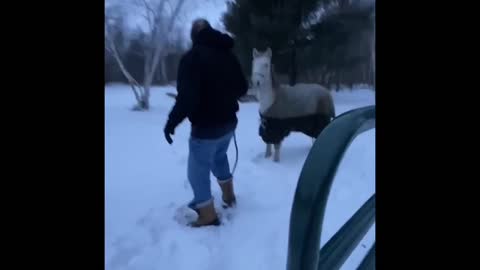 Beamer walking to his new life