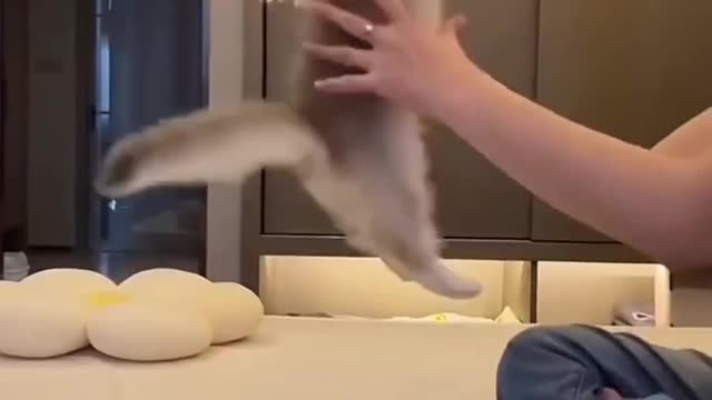 Play with funny cat