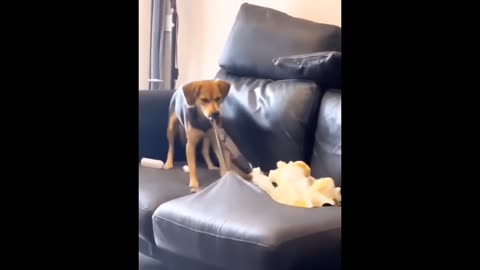 View "FUNNY CATS AND DOGS | Part 18