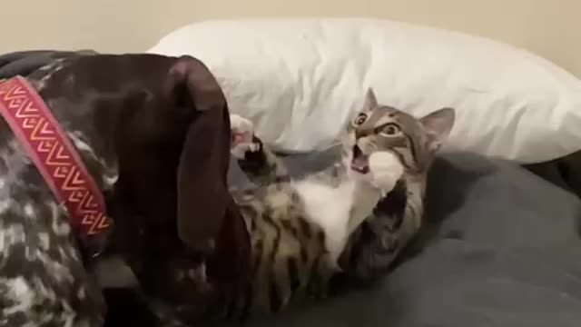 Fighting like cats and dogs