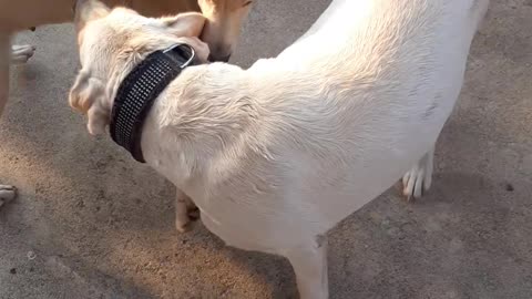 Siblings labrador Playing Eachother