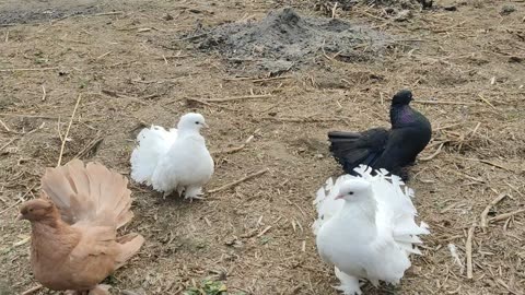 Giribaj Pigeons