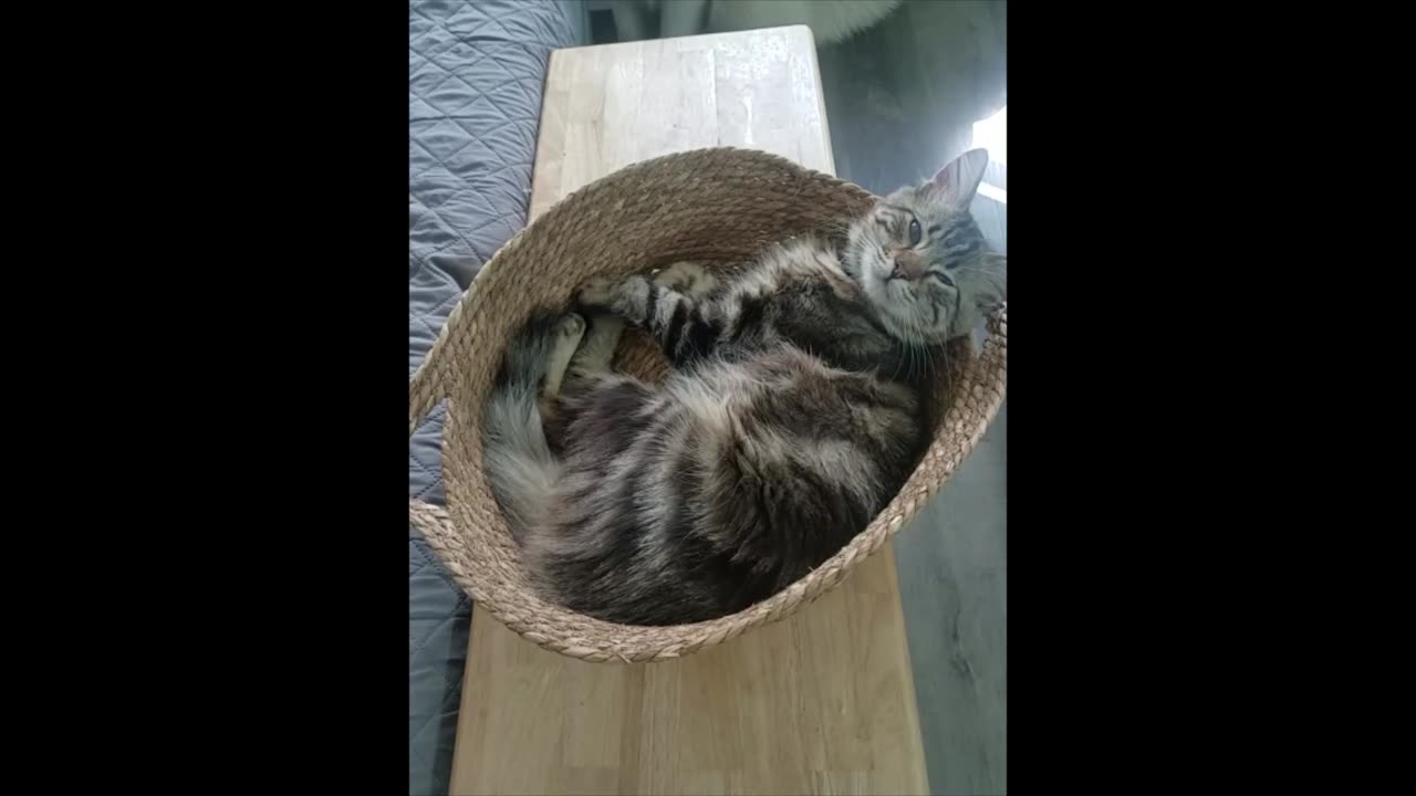 Husky won't leave sleepy cat alone