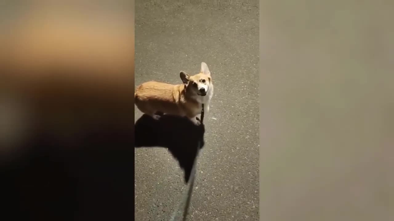 Funniest Animals