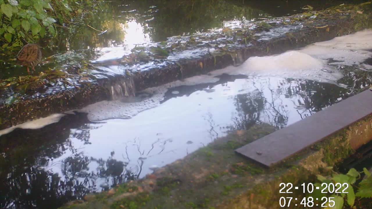 Water rail with a tasty morsel Oct 2022