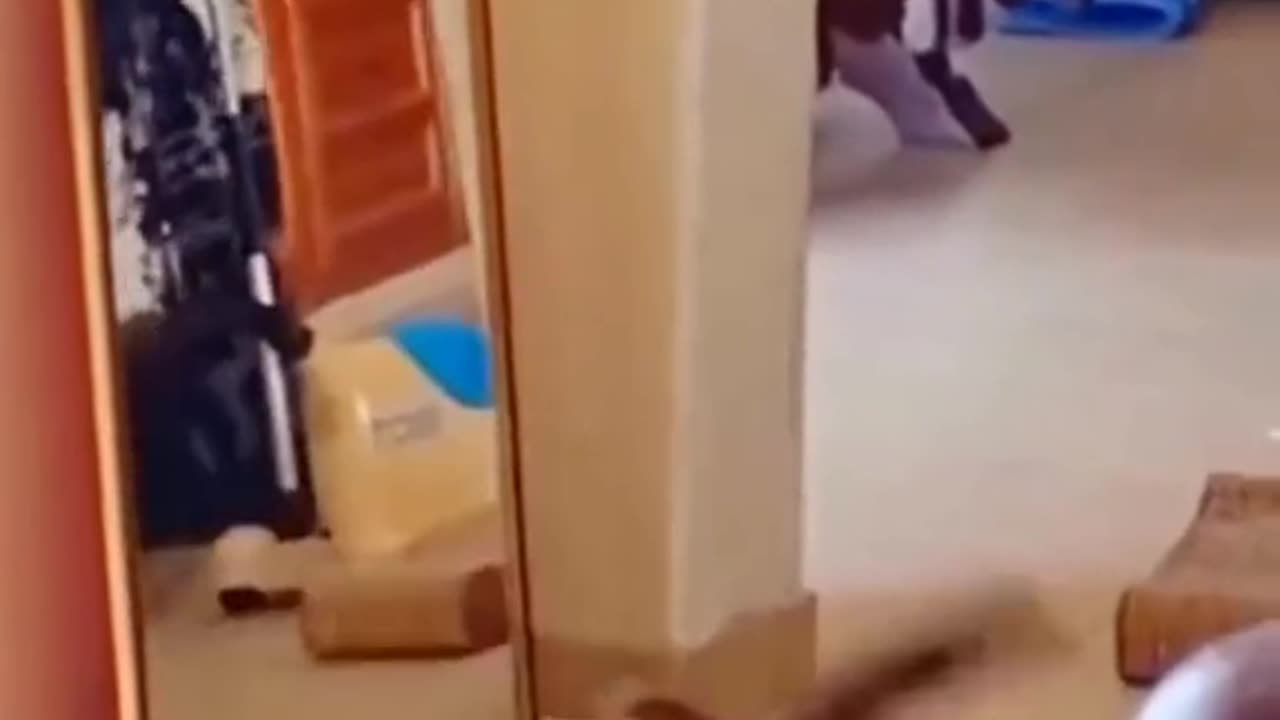 Funny cat video