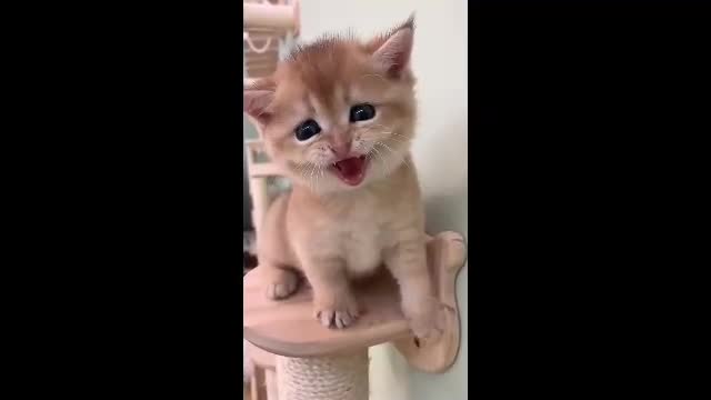 Cute Cat World Stock Footage Video