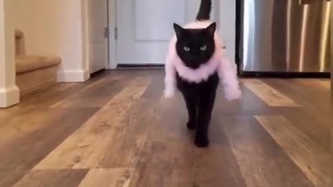 The Funny cat You've Been Waiting For #4