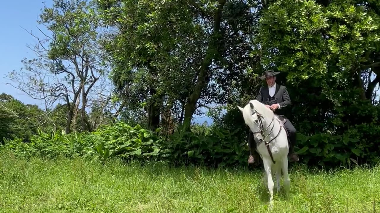 Lusitano Showing His Dressage Moves