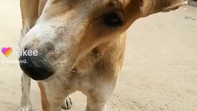 Sad dog