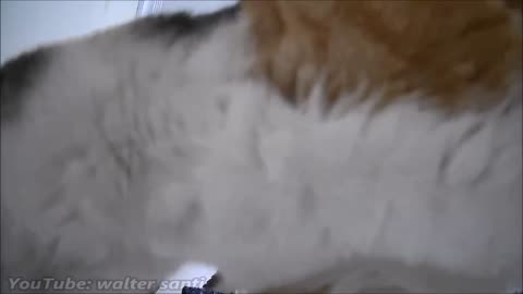 Cat Sees a Rotating Camera for the First Time and Gets Confused