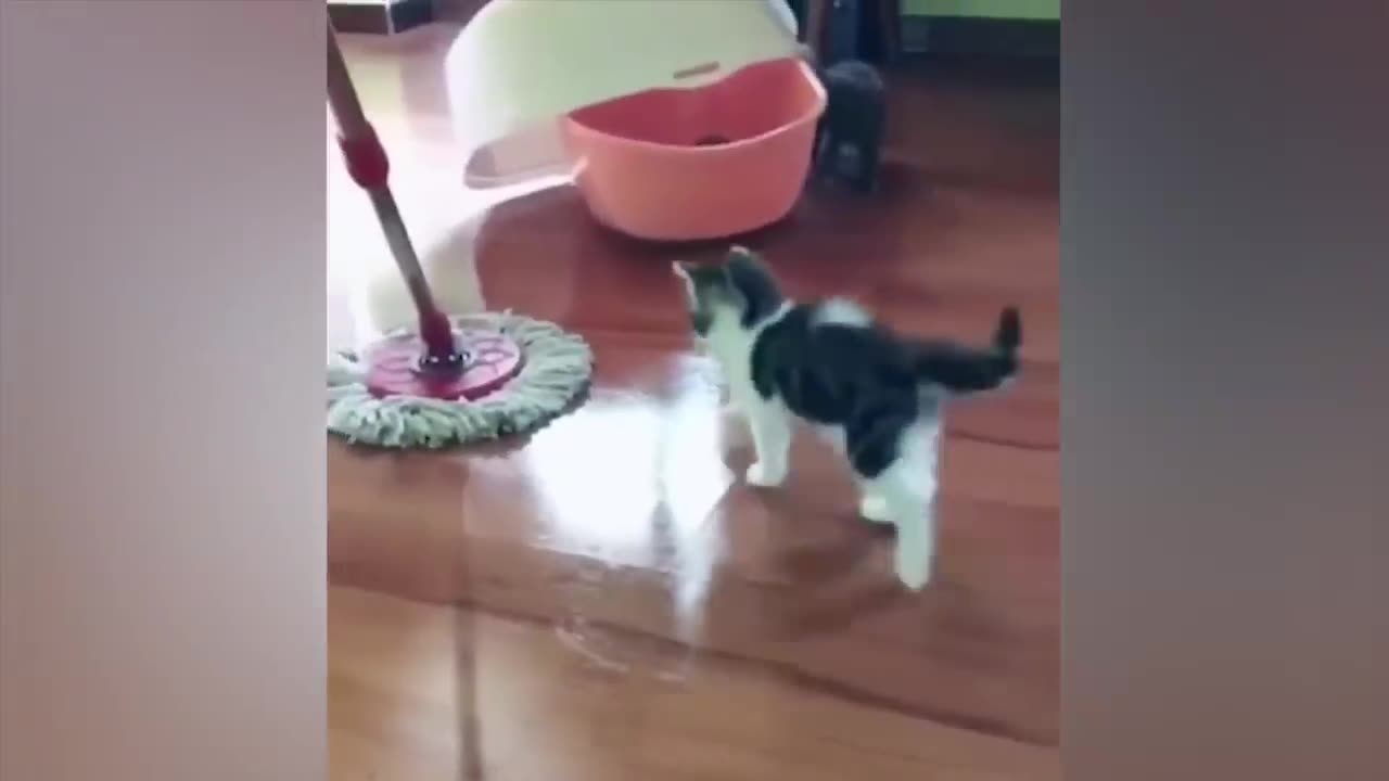 The funniest animals