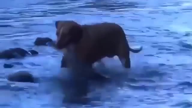 Dog Fishing Video