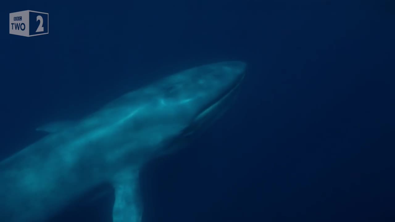 The World's Largest Animal Ever - Nature's Biggest Beasts - BBC Two