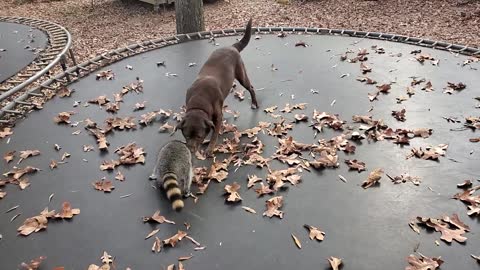 Furry Friends Tussle on Trampoline