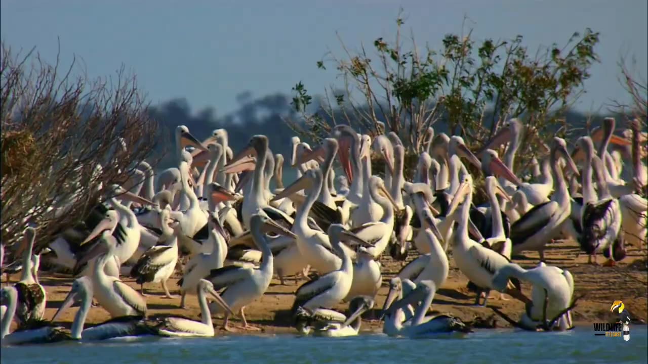 Sky Hunter _ Wildlife documentary in Hindi