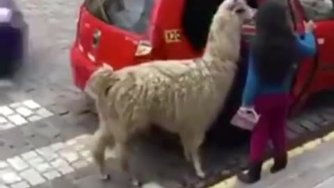 Your uber has arrived (ig gensko)