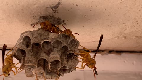 WASP Housing Project Day 1 (low production)