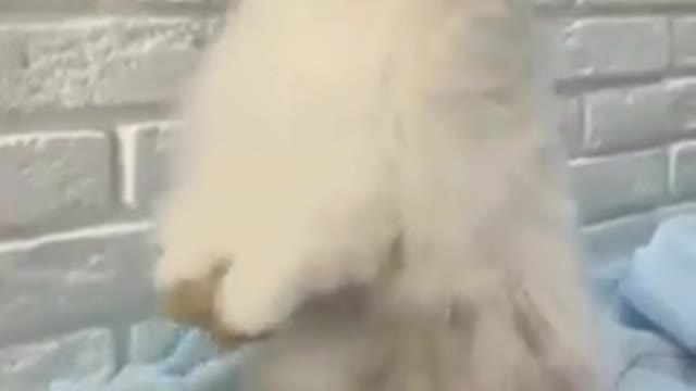 So Cute Rabbit Eating.. | #shorts