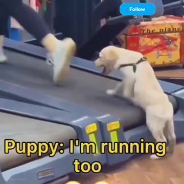 Fanny cat and fanny Dog video