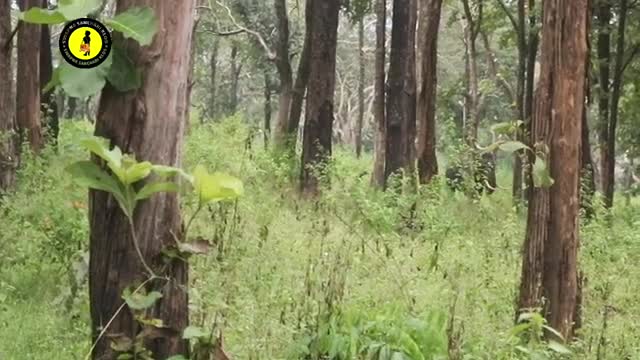 Elephant at Periyar Tiger Reserve