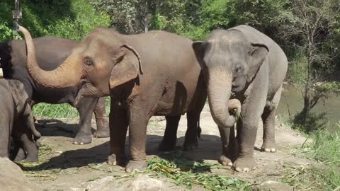 elephant-river-young-thailand-bali