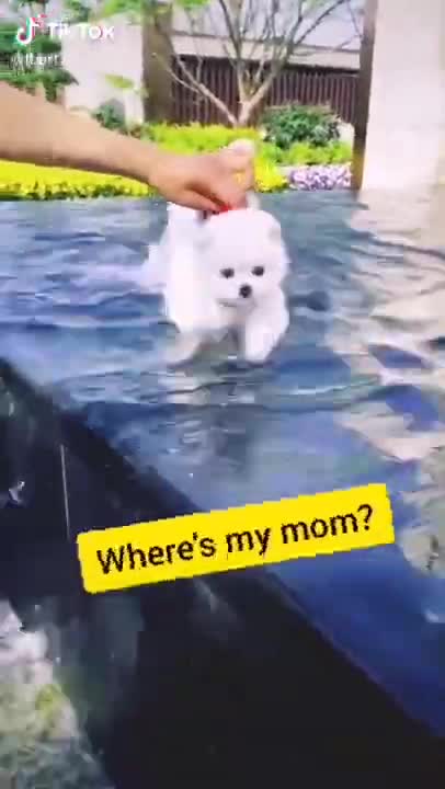 Cute dog is very beautiful #Cutedog