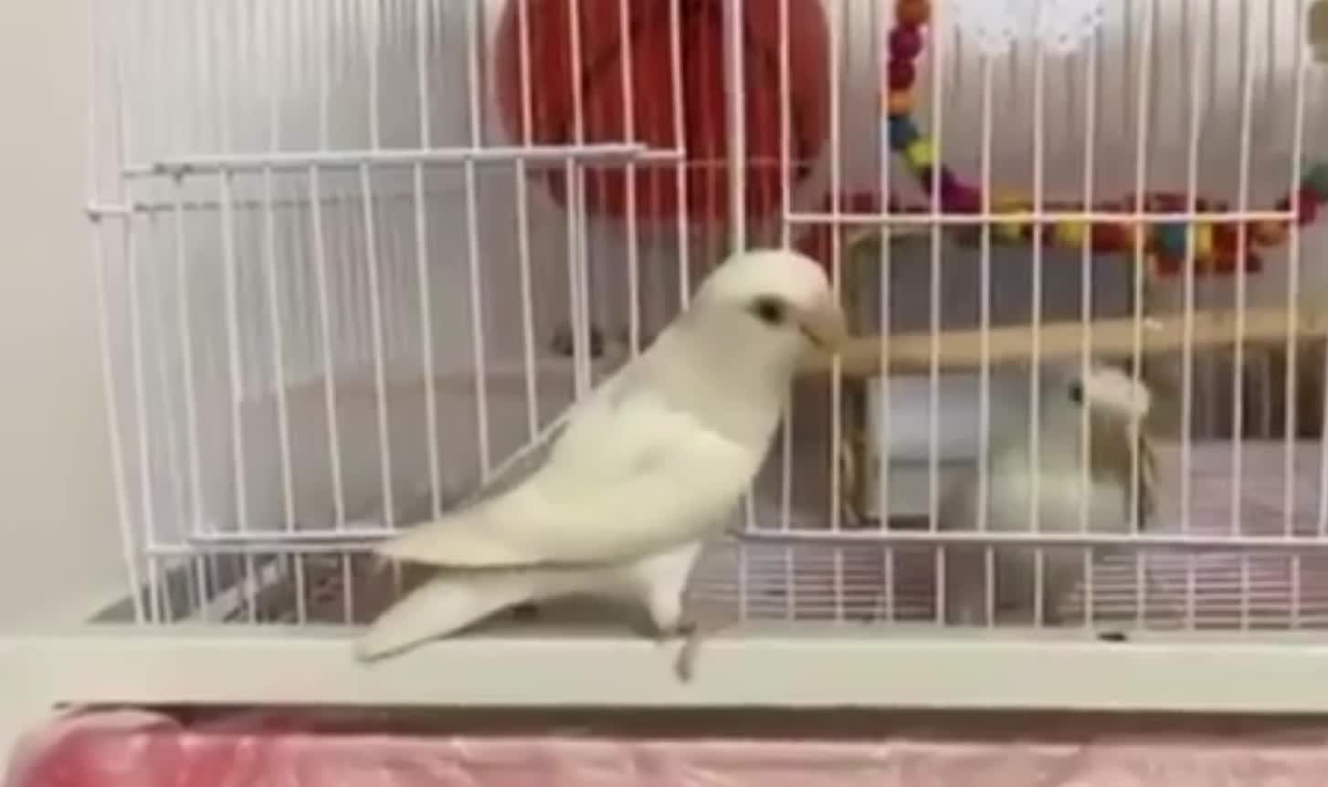 Smart parrots in Cage