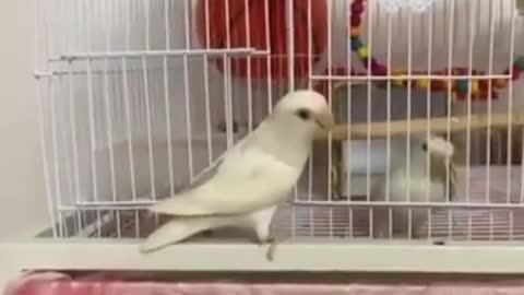 Smart parrots in Cage