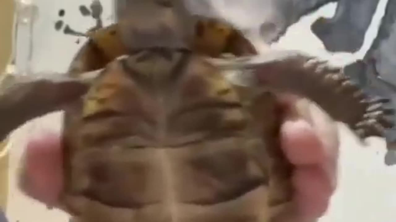 😀🧡Funny Animal Turtle !!! 🐢🐢🐢