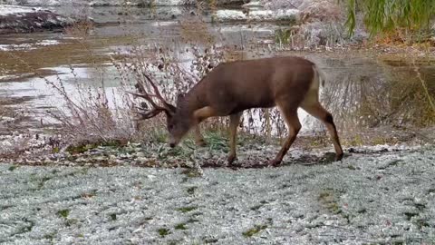 Buck in front yard 2022