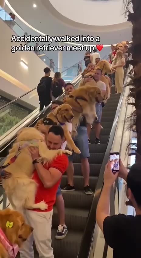 Golden Retriever heaven 😍😍😍