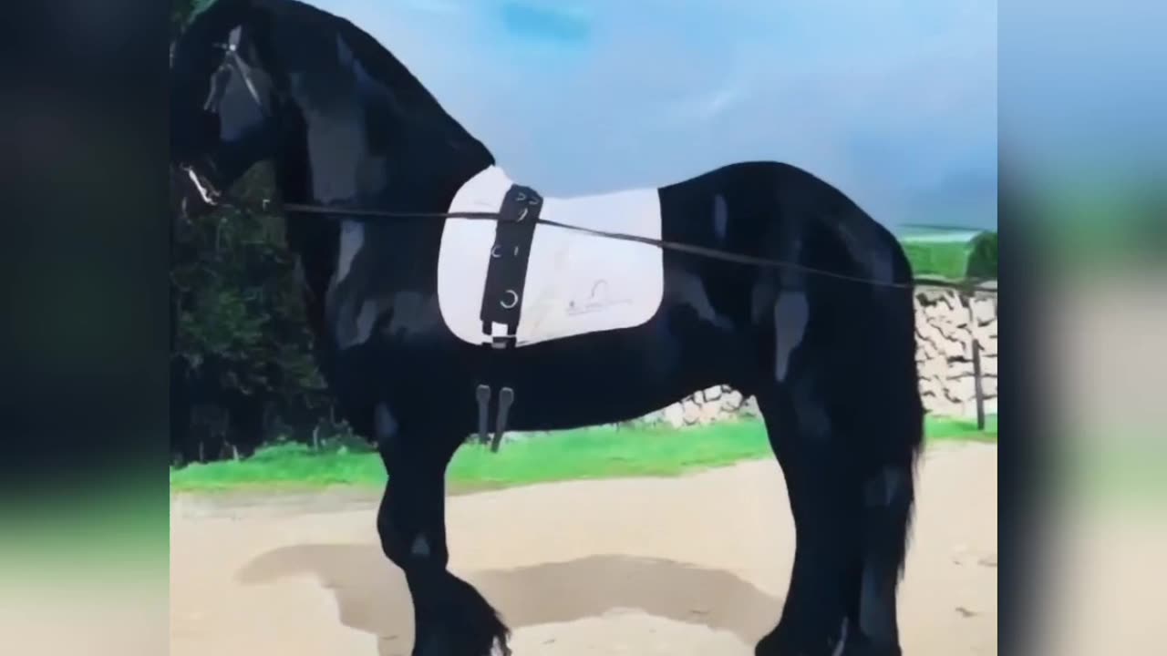 Beautiful Black Horse