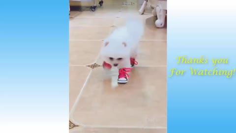 Funny Cats video -2