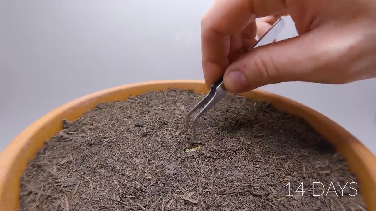 Growing LEMON TREE Time Lapse