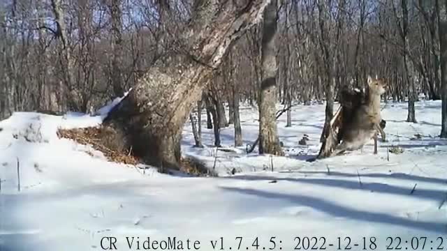 Golden eagle attacks and kills deer