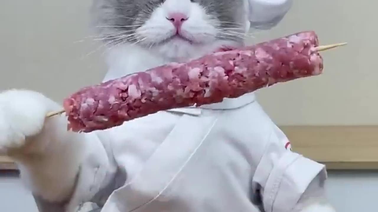 Maam try to play cat life Hack eggroller|