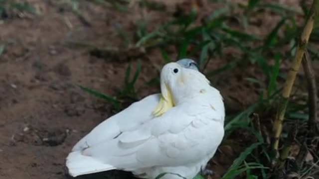 Beautiful birds 1
