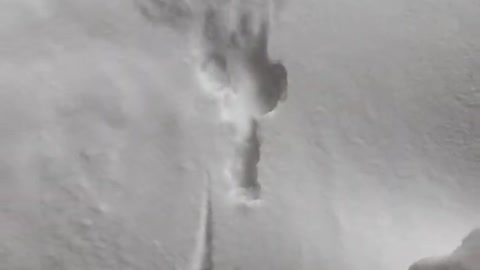 Dog run on snow 🌨️ region...